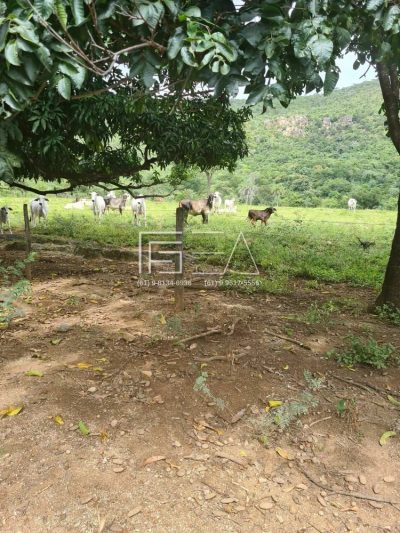 Fazenda, 3 quartos - Foto 2