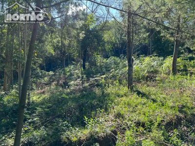 Terreno, 2 hectares - Foto 4