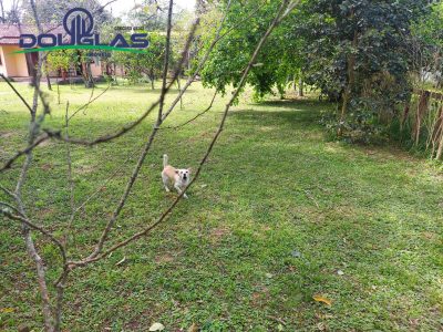 Terreno, 600 m² - Foto 5