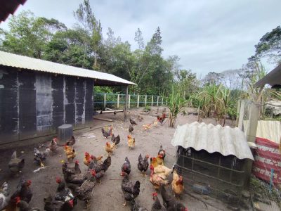 Chácara, 1 quarto, 4000 m² - Foto 1