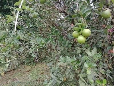 Chácara, 4 quartos, 3000 m² - Foto 4