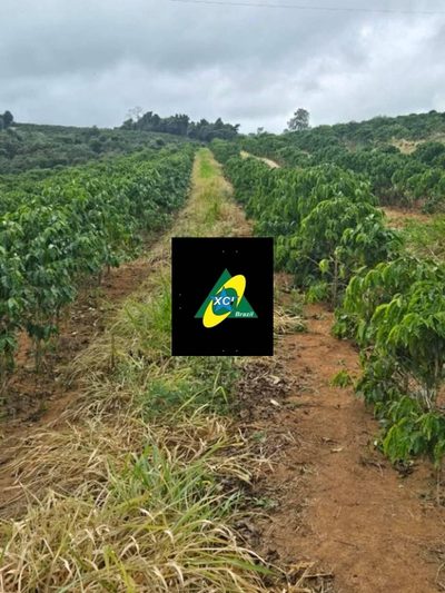 Fazenda, 256 hectares - Foto 3