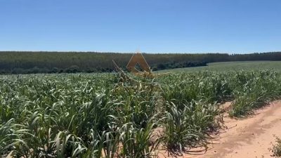Fazenda, 44 hectares - Foto 2