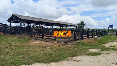 Fazenda, 307 hectares - Foto 4