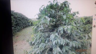Fazenda, 10000 m² - Foto 3