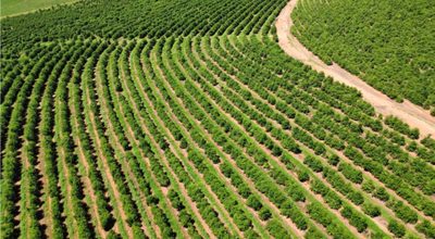 Fazenda, 83 hectares - Foto 1