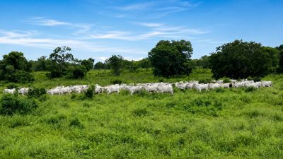 Fazenda, 363 hectares - Foto 4