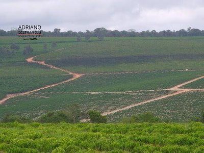 Fazenda, 319 hectares - Foto 4