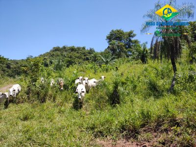 Fazenda, 3 quartos - Foto 3