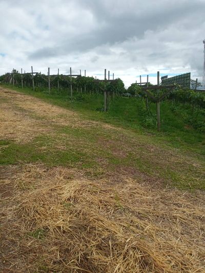 Prédio Inteiro, 13000 m² - Foto 3