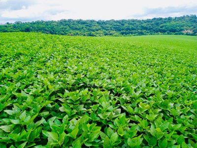 Fazenda, 97 hectares - Foto 5