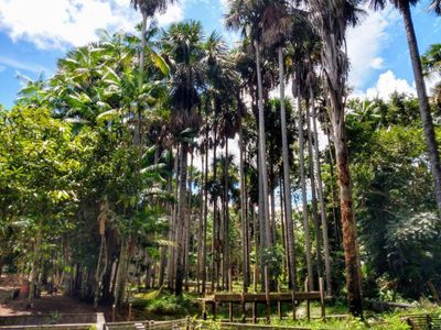 Fazenda, 3 hectares - Foto 4