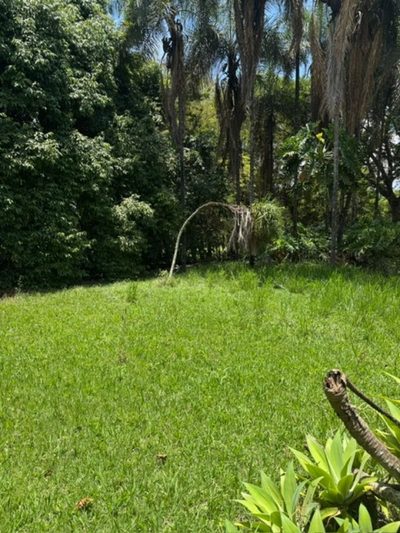 Terreno, 3 hectares - Foto 5