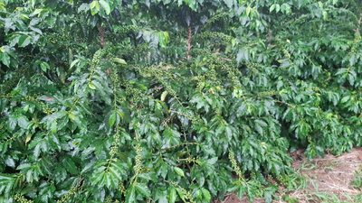 Fazenda, 22 m² - Foto 2