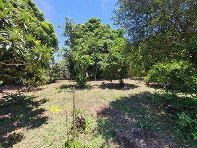 Fazenda, 40 hectares - Foto 2