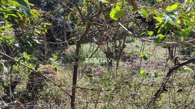 Terreno, 2 hectares - Foto 2
