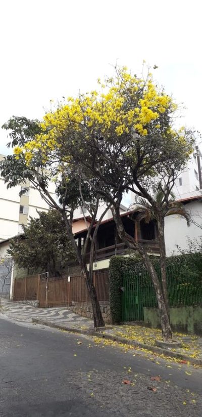 Casa, 4 quartos, 289 m² - Foto 1