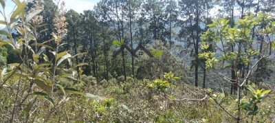 Terreno, 5300 m² - Foto 5