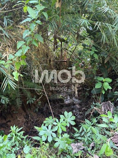 Chácara, 7 hectares - Foto 4