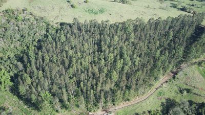 Terreno, 4 hectares - Foto 1
