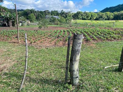 Chácara, 2 quartos, 4 hectares - Foto 3