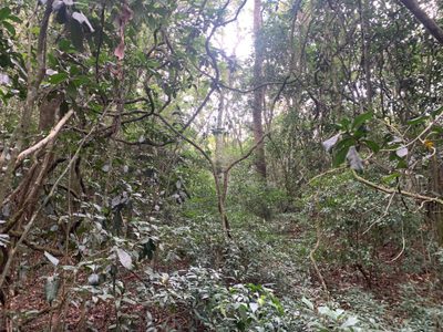 Terreno, 6 hectares - Foto 4