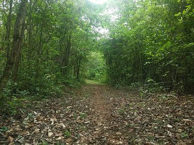 Terreno, 2 hectares - Foto 4