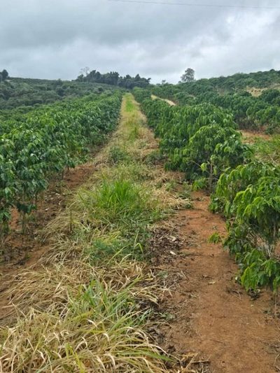Fazenda, 256 hectares - Foto 3