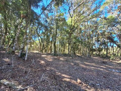 Fazenda, 6000 m² - Foto 3
