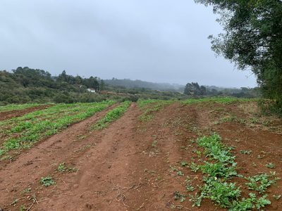 Terreno, 10 hectares - Foto 3