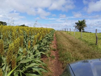 Fazenda, 501 hectares - Foto 3