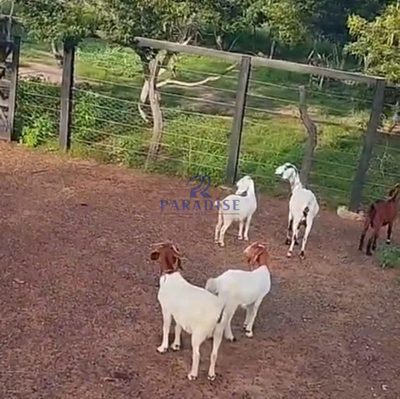 Fazenda, 178 m² - Foto 5