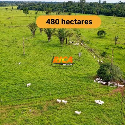 Fazenda, 480 hectares - Foto 1