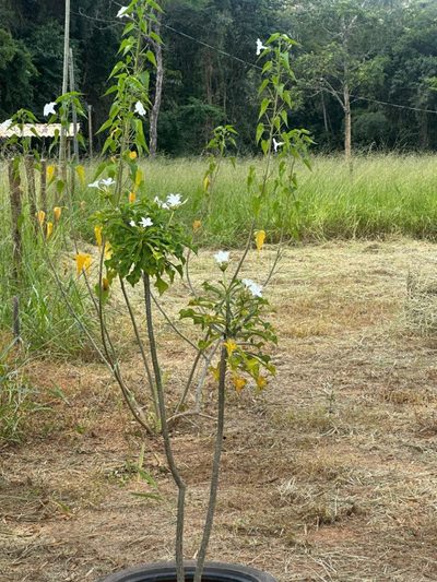 Terreno - Foto 5