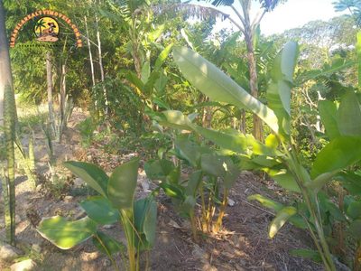 Terreno, 750 m² - Foto 4