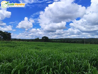 Terreno, 242 m² - Foto 4