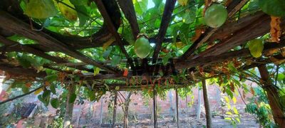 Chácara, 2 quartos, 4000 m² - Foto 3