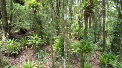 Terreno, 3 hectares - Foto 4