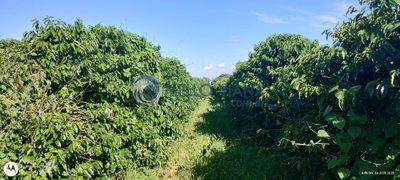 Fazenda, 2 quartos - Foto 3