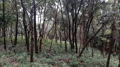 Terreno, 2023 m² - Foto 3