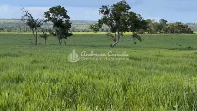 Fazenda, 826 hectares - Foto 4