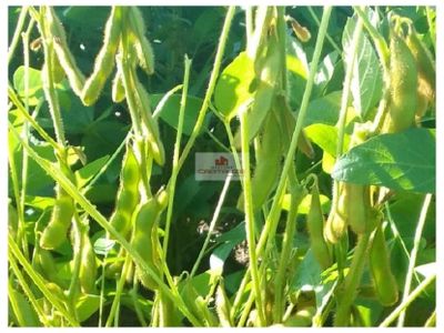 Fazenda, 8000 m² - Foto 1