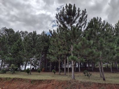 Sítio, 3 quartos, 8 hectares - Foto 5