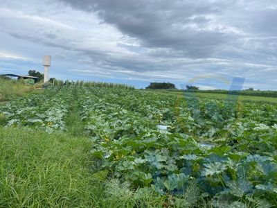 Chácara, 4 quartos, 3 m² - Foto 1