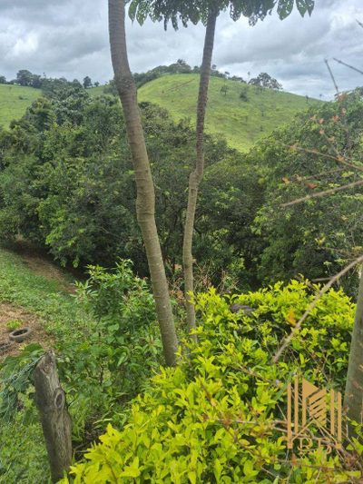 Chácara, 2 hectares - Foto 4