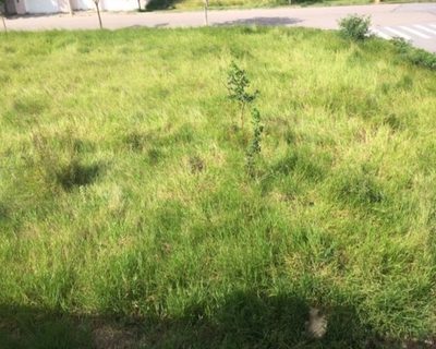 Terreno - Foto 2