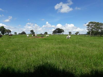 Terreno, 115 hectares - Foto 4