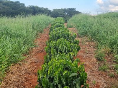 Fazenda, 1 quarto - Foto 5