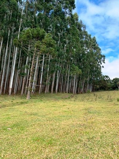 Terreno, 2 hectares - Foto 2