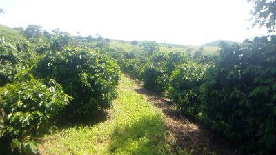 Chácara, 1 quarto, 2 hectares - Foto 4